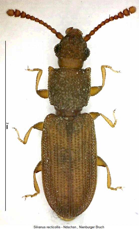 silvanus_recticollis_hab.jpg