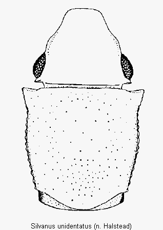 silvanus_unidentatus_vk.gif