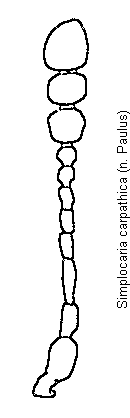 simplocaria_carpathica_f.gif