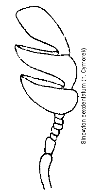 sinoxylon_sexdentatum_f.gif