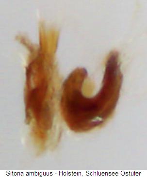 sitona_ambiguus_ham.jpg