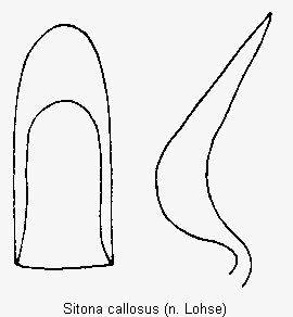 sitona_callosus.gif