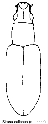 sitona_callosus_hab.gif