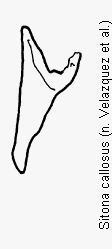 sitona_callosus_ham.gif