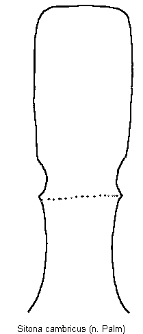 sitona_cambricus.gif