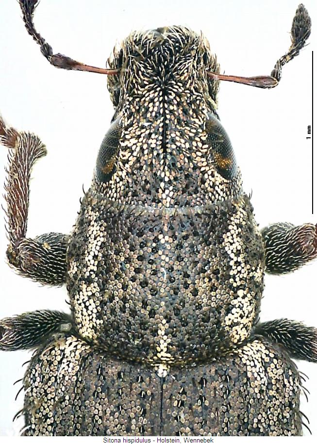 sitona_hispidulus_vk.jpg