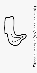 sitona_humeralis_ham.gif