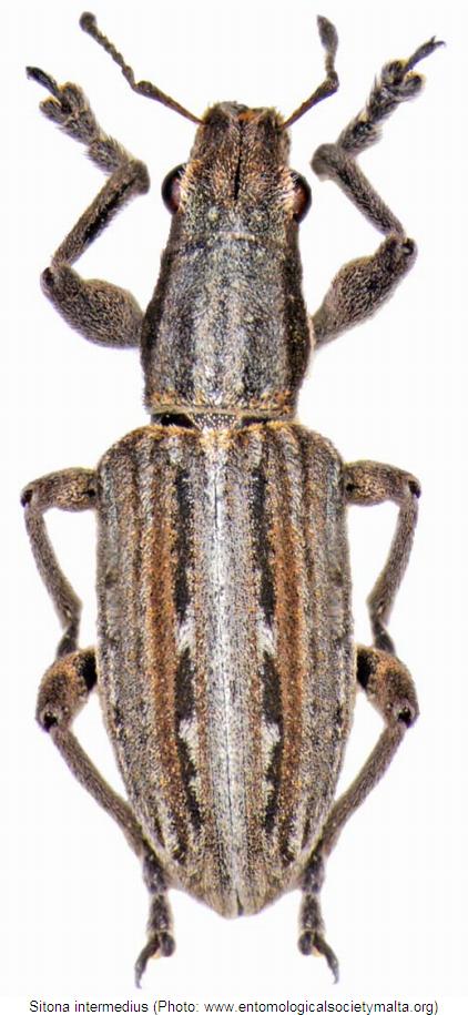 sitona_intermedius_hab.jpg
