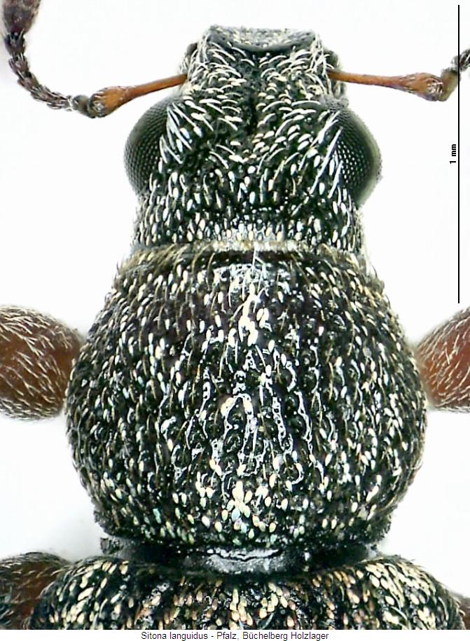 sitona_languidus_vk.jpg