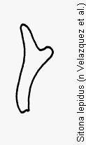 sitona_lepidus_ham.gif