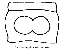 sitona_lepidus_vbr.gif