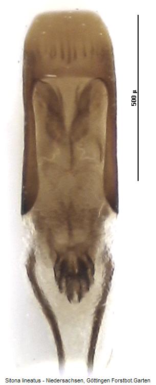 sitona_lineatus.jpg