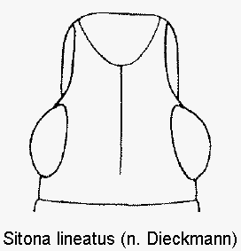 sitona_lineatus_k1.gif