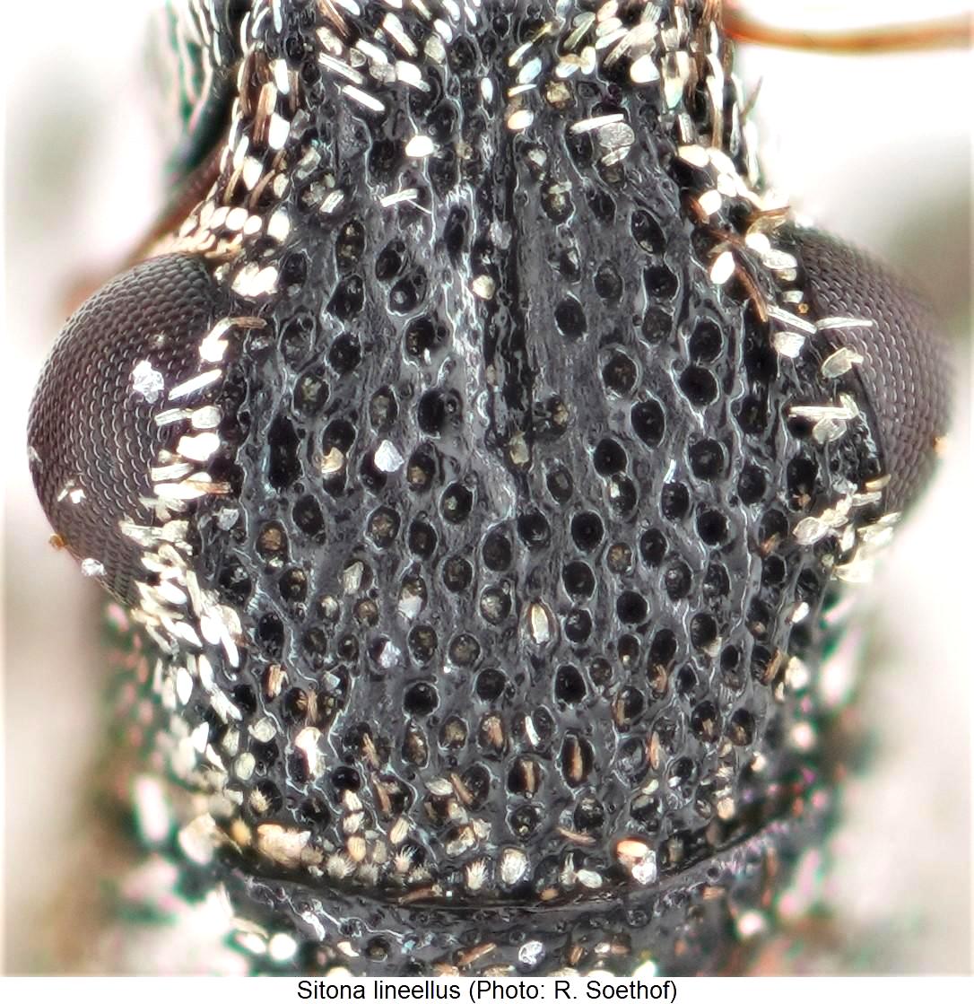 sitona_lineellus_k.jpg