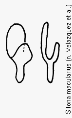 sitona_macularius_ham.gif