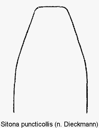 sitona_puncticollis.gif