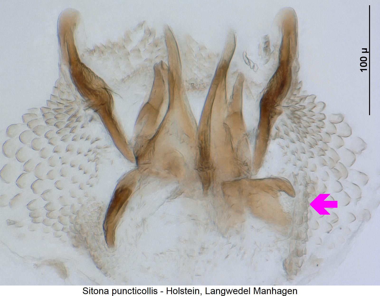 sitona_puncticollis_ham.jpg