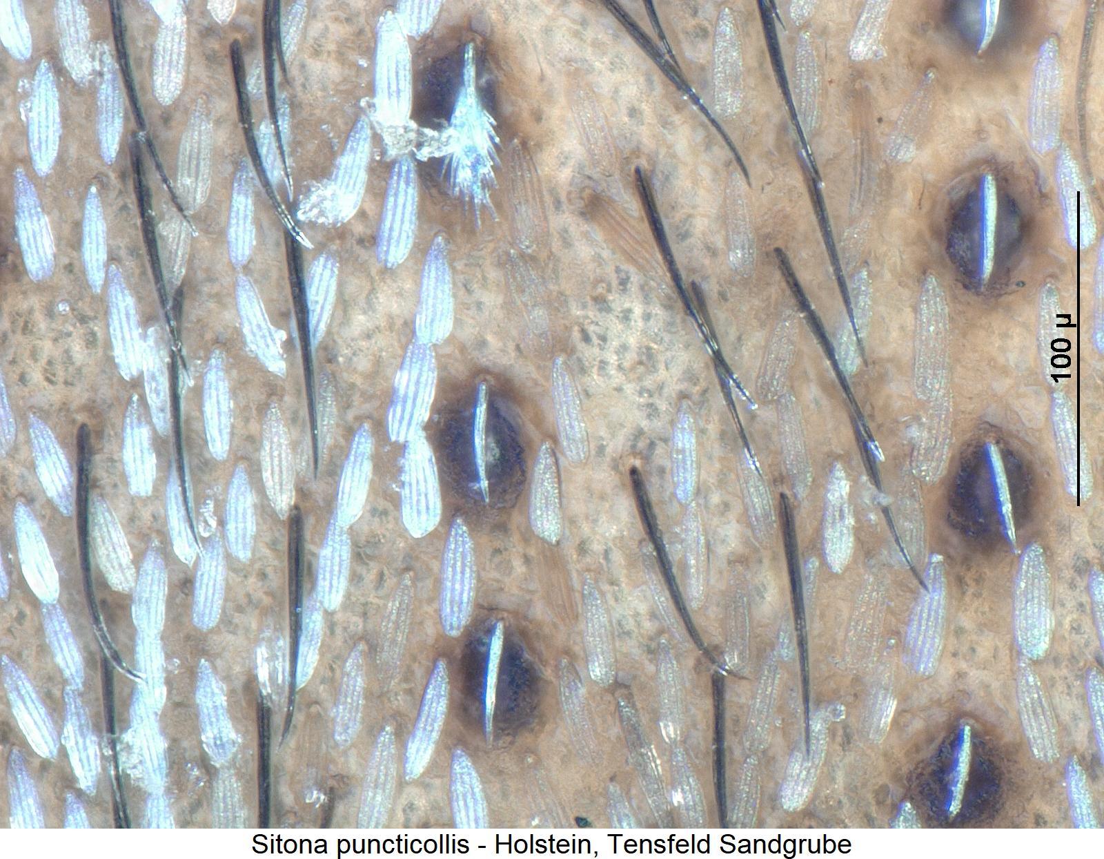 sitona_puncticollis_int.jpg