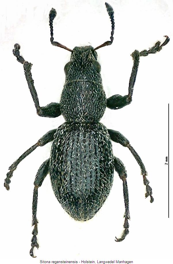 sitona_regensteinensis2_hab.jpg