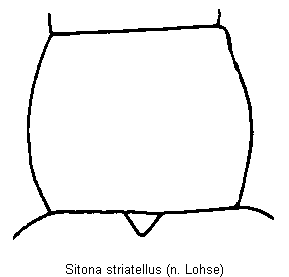 sitona_striatellus_hsch.gif