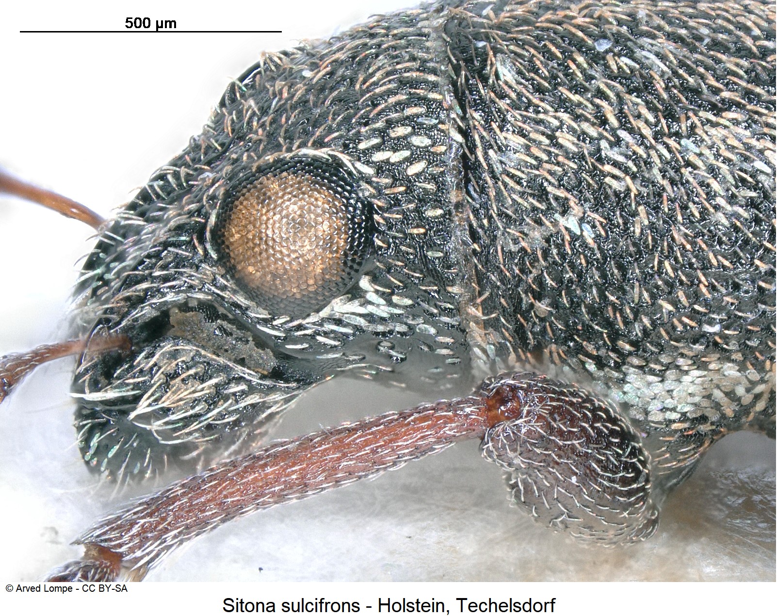 sitona_sulcifrons_ck14033_sa_k.jpg