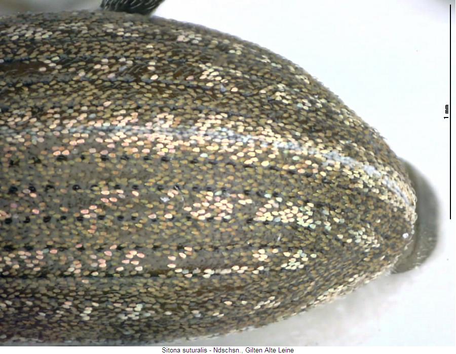 sitona_suturalis_fld.jpg