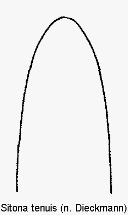 sitona_tenuis1.gif