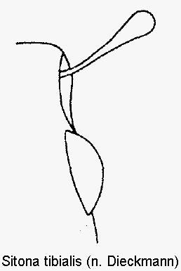 sitona_tibialis_f.gif