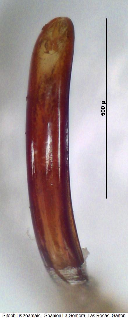 sitophilus_zeamais.jpg