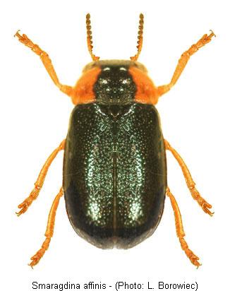 smaragdina_affinis.jpg