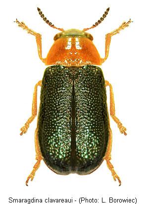 smaragdina_clavareaui.jpg