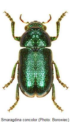 smaragdina_concolor.jpg