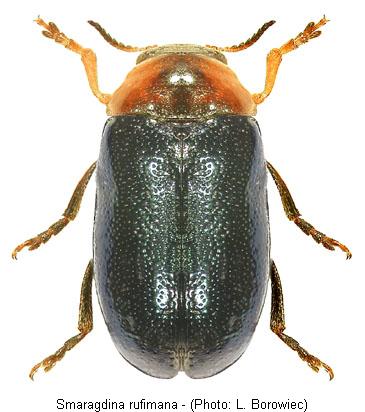 smaragdina_rufimana.jpg