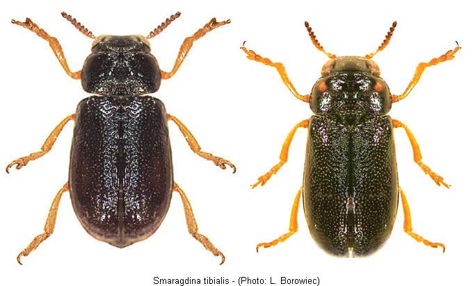 smaragdina_tibialis.jpg