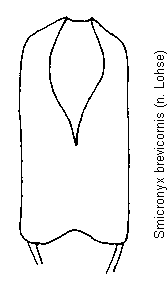 smicronyx_brevicornis.gif