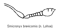 smicronyx_brevicornis_f.gif