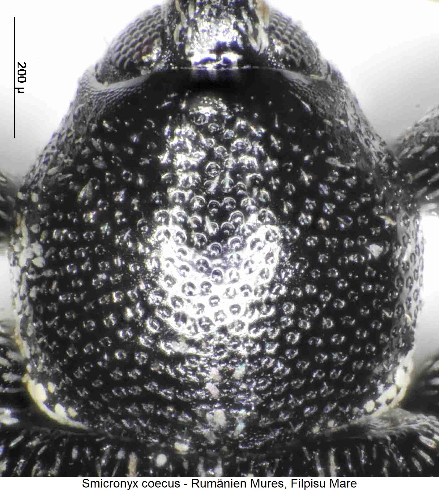 smicronyx_coecus_hsch.jpg