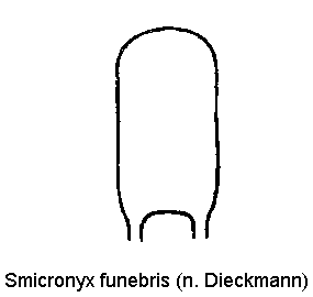 smicronyx_funebris.gif