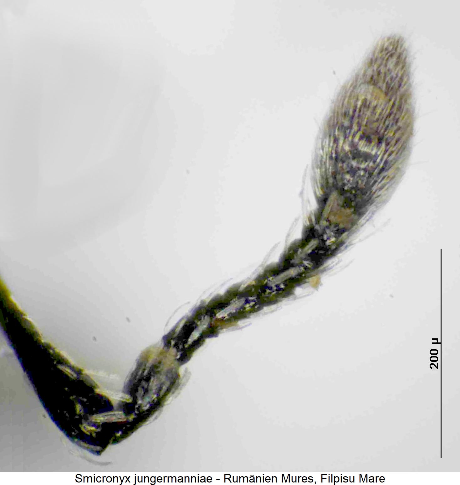 smicronyx_jungermanniae_f.jpg