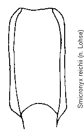 smicronyx_reichii.gif