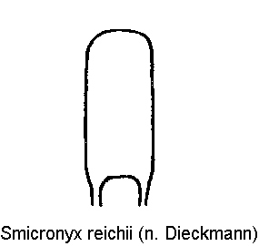 smicronyx_reichii1.gif