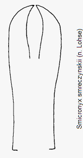 smicronyx_smreczynskii.gif
