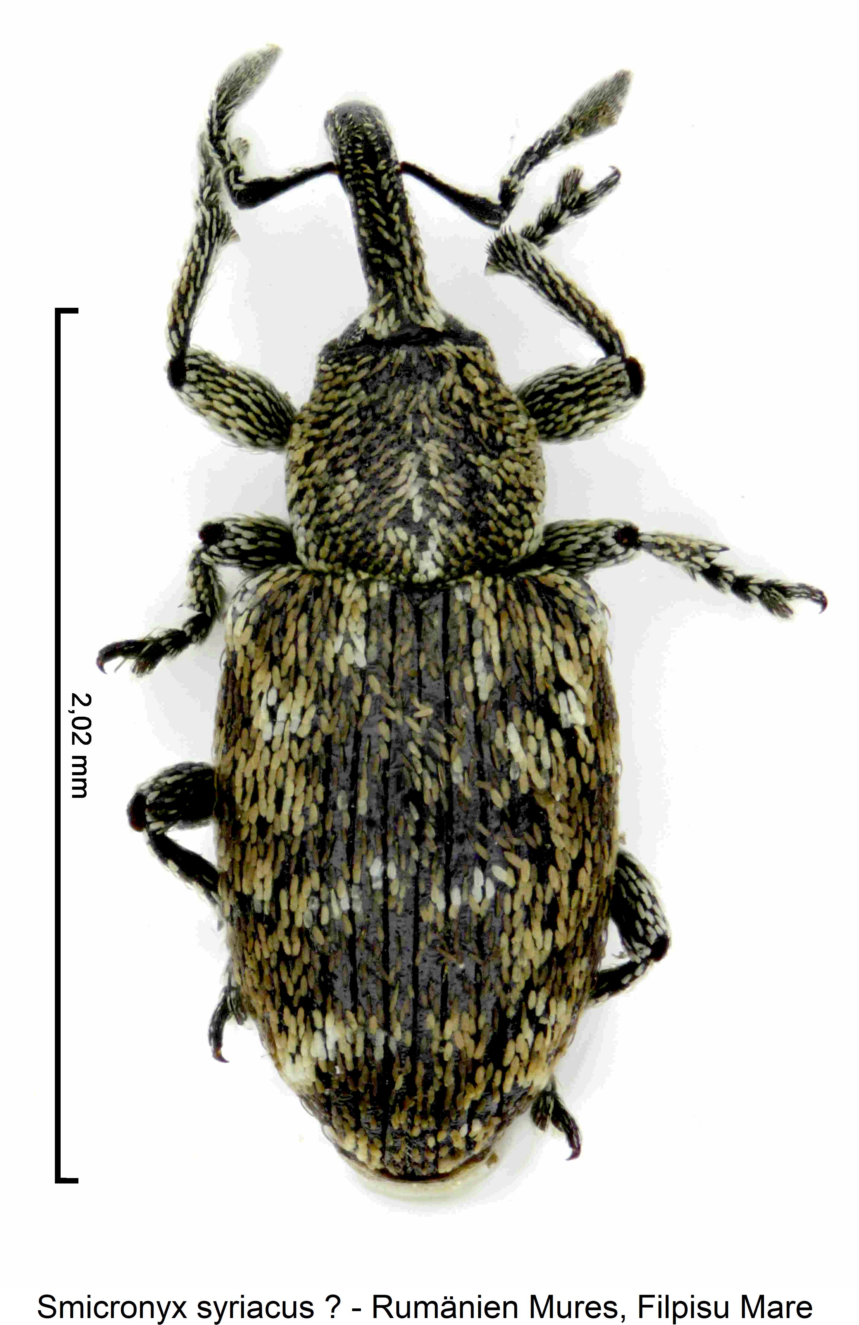 smicronyx_syriacus_hab.jpg