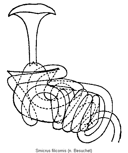 smicrus_filicornis_sperm.gif