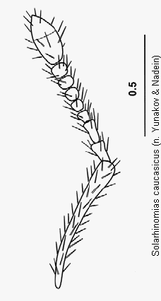solarhinomias_caucasicus_f.gif