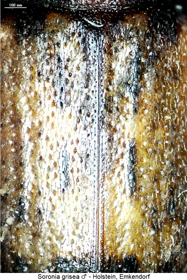 soronia_grisea_os.jpg