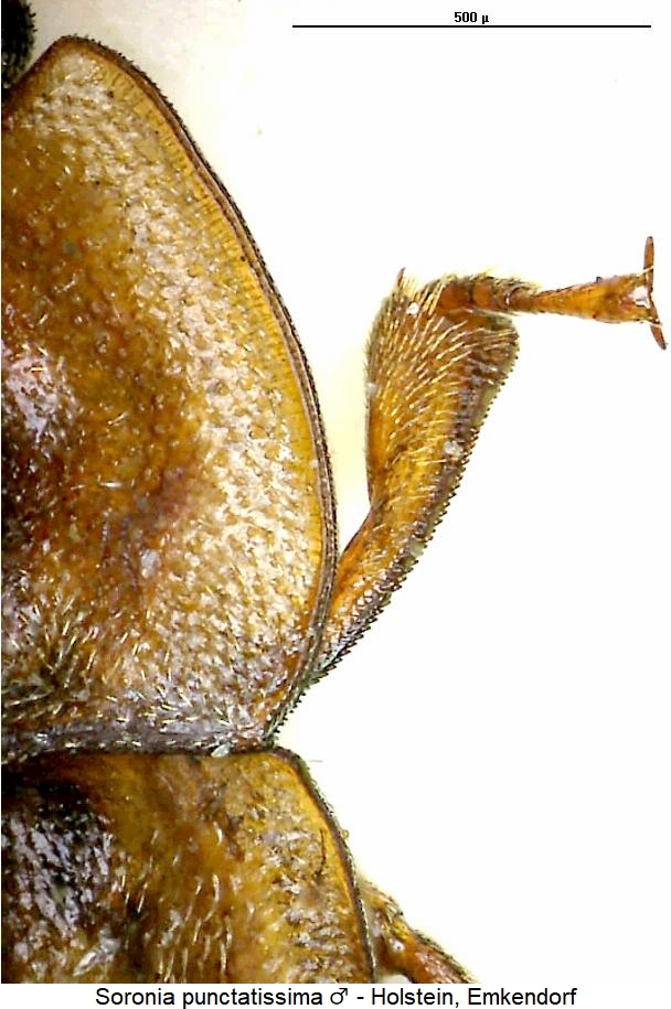 soronia_punctatissima_vk.jpg