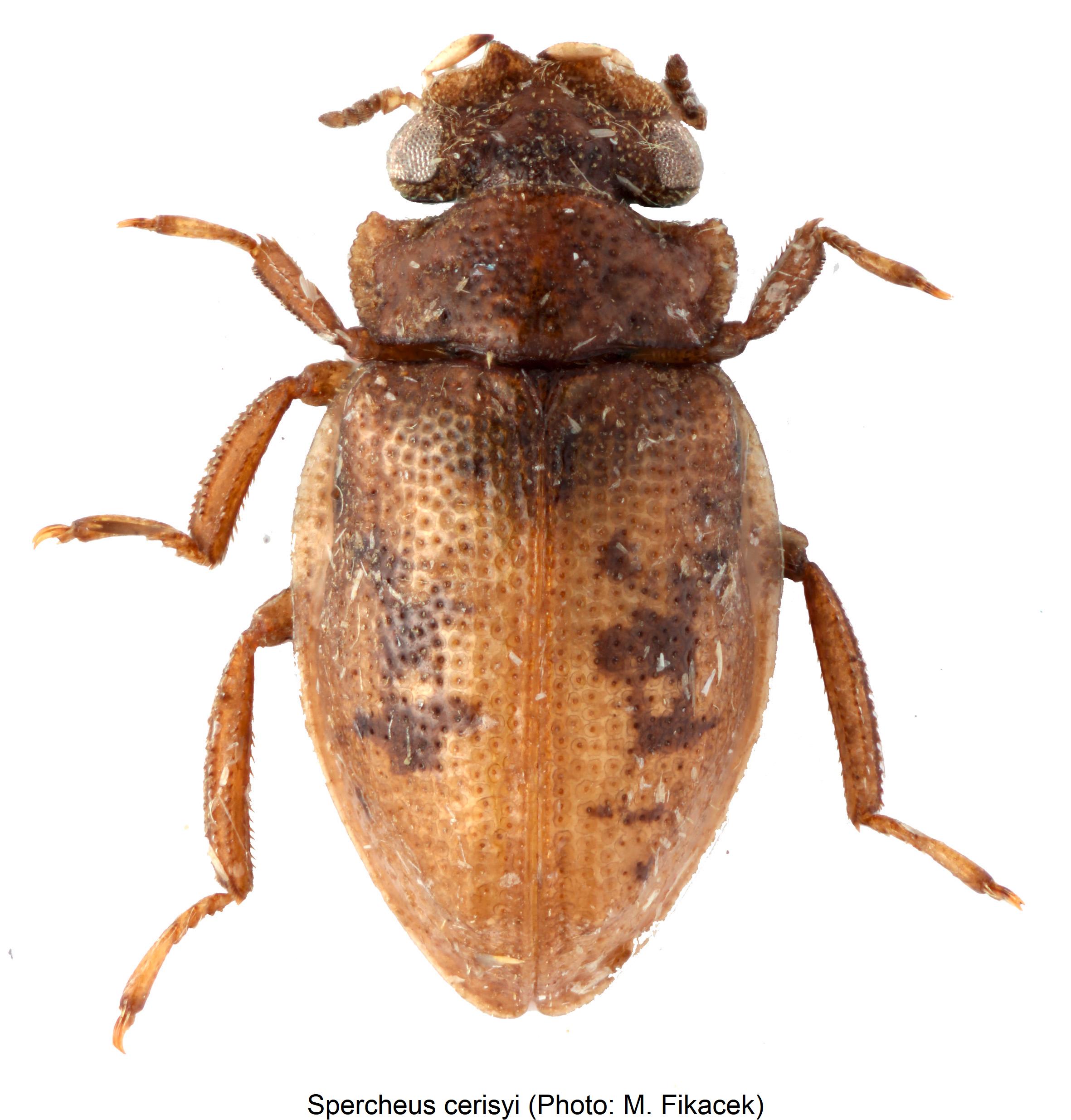 spercheus_cerisyi_hab.jpg