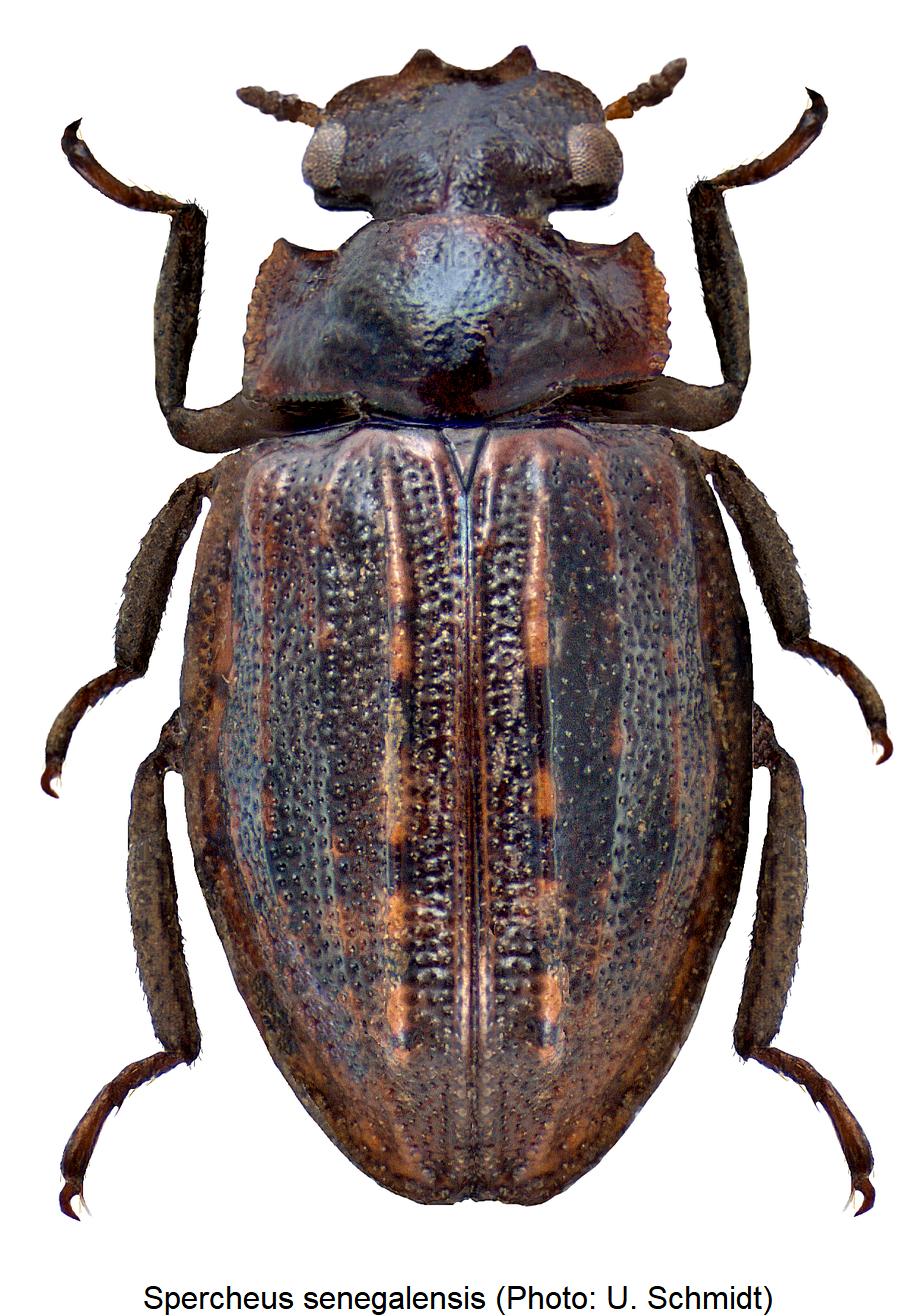 spercheus_senegalensis_hab.jpg