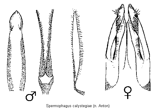 spermophagus_calystegiae.gif